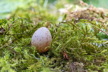 a great tit egg in a nest of moss