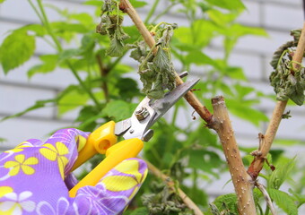 Gloves and garden shears. Gardening in May. Pruning dry and damaged branches of the sweet raspberry...
