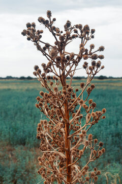 Rattlesnake master thisle (Eryngium Yuccifolium) growing in an Alfalfa field.