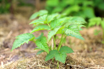 Young raspberry bush. Growing sweet berries in the garden. Shoots of plants in May.
