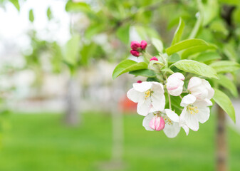 Obraz premium Beautiful apple blossom in spring season, white and pink flowers on a tree, close up of a branch, copy pase space, green grass background
