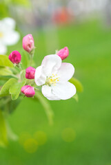 Beautiful apple blossom in spring season, white and pink flowers on a tree, close up of a branch, copy pase space, green grass background