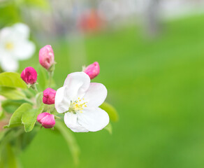 Beautiful white and pink flowers, apple tree blossom, spring season in botanical garden, close up of blooming flowers on a branch, sunny warm weather, macro photography