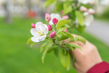 Apple blossom in a hand, spring season in Europe, white and pink flowers on a tree branch, green blurred background, selective focus, apple tree in a botanical garden