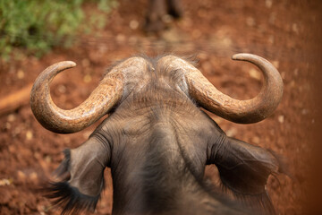 Bull Horns © Floyd