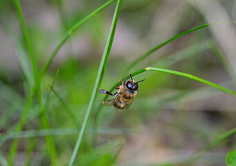 A male honeybee or drone bee on a grass straw