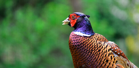 The face of a male pheasant 