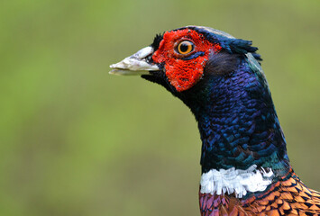 Close up of a pheasant