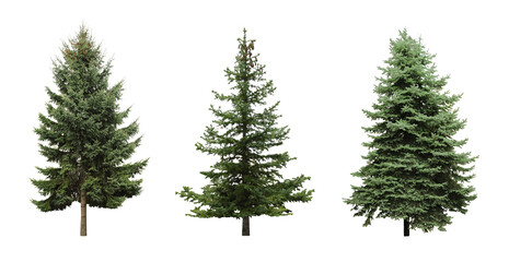 Naklejka premium Beautiful evergreen fir trees on white background, collage. Banner design