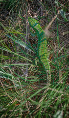 green snake in the grass