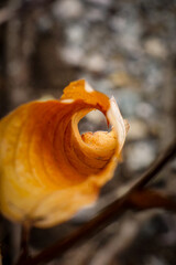 Fall Foliage Beech Leaf Perspective Frame