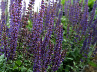 Violet-blue color of Salvia flower spikes. Lovely flowers with upright long stems, in bloom, magnet for butterflies, hummingbirds and bees.
