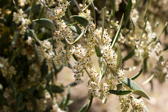 Flores de olivo abiertas en primavera