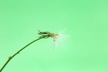 Sementes de um certo tipo de erva daninha muito comum no Brasil com fundo na cor verde.