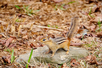 Naklejka na ściany i meble Chipmunk Eating and Looking For Food in Maine Woods Springtime