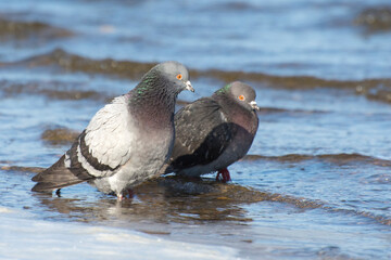 Two pigeon birds swims in the water of river. The dove is a symbol of freedom and peace.