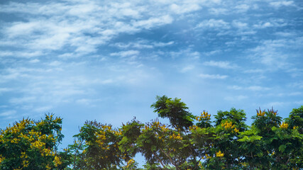 Sky with white clouds And there is a tree in the foreground