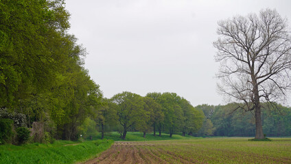 A farmer's landscape. Earthen mounds, shrubs, trees and a freshly plowed field