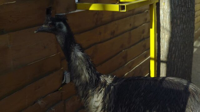 An ostrich in a pen at a petting zoo. Big ostrich 