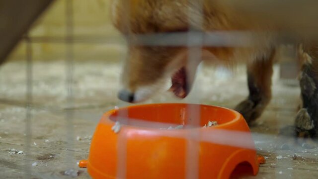 A fox in a cage eats food from a bowl. Contact zoo
