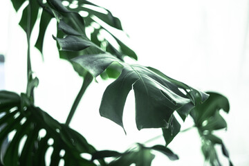 Real monstera leaves decorating for design.