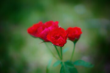 Rose nature in the garden and with bokeh as background 