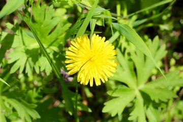 A close view of the yellow dandelion in the grass.
