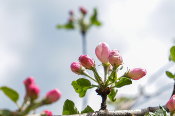 Cherry Blossom Festival. Sakura flowers in spring over blue sky. Tree buds in spring. Young large buds on branches against blurred background under the bright sun.

