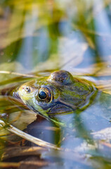Frog swimming in Maine pond in the Spring