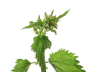 Nettle isolated on white background, clipping path