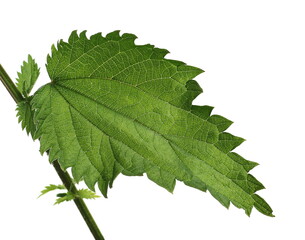 Nettle plant leaf isolated on white background, clipping path