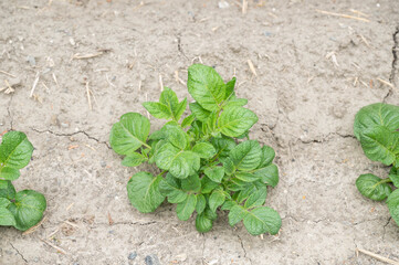 キタアカリの芽