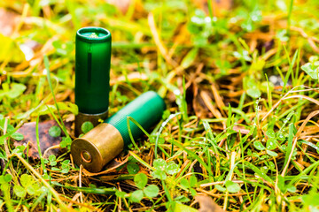 12 gauge bullets on the grass with fallen leaves. Close up view of a grass level