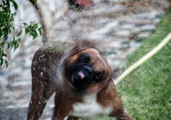 Obraz premium Lavando a mi perro