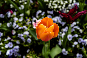 Im Frühling gibt es bunte Blumen im Blumengarten.