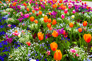 Im Frühling gibt es bunte Blumen im Blumengarten.
