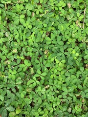 Green leaves in the water