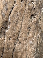 bark of a tree