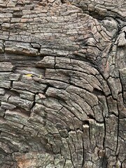 old wood texture