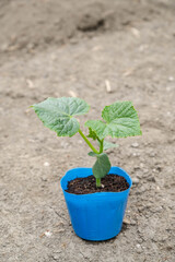 きゅうりのポット苗