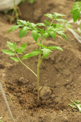 Young tomato bush in the greenhouse. Vertical photo.