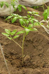 Young tomato bush in the greenhouse. Vertical photo.