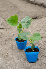 きゅうりのポット苗