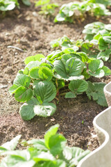 Young strawberry seedlings in spring.