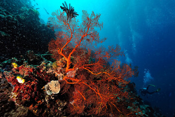 Une photo de la barrière de corail