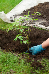 person planting a seedling