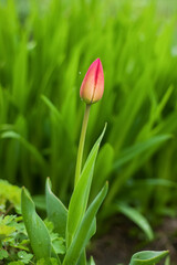 A red tulip bud in a flower bed. Vertical photo.