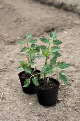 トマトのポット苗