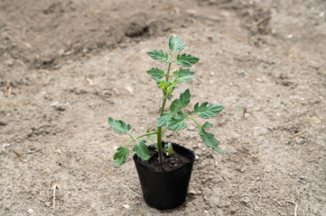 トマトのポット苗