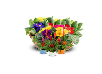 Primrose bouquet of colorful flowers in wicker baskets isolated on white background​ with​ cutout​ and​ clipping​ path​